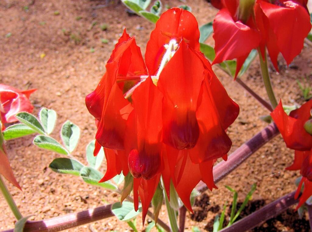 Northern form of Sturt's Desert Pea (Swainsona formosa), Araluen Cultural Precinct, Alice Springs NT