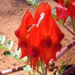 Northern form of Sturt's Desert Pea (Swainsona formosa), Araluen Cultural Precinct, Alice Springs NT