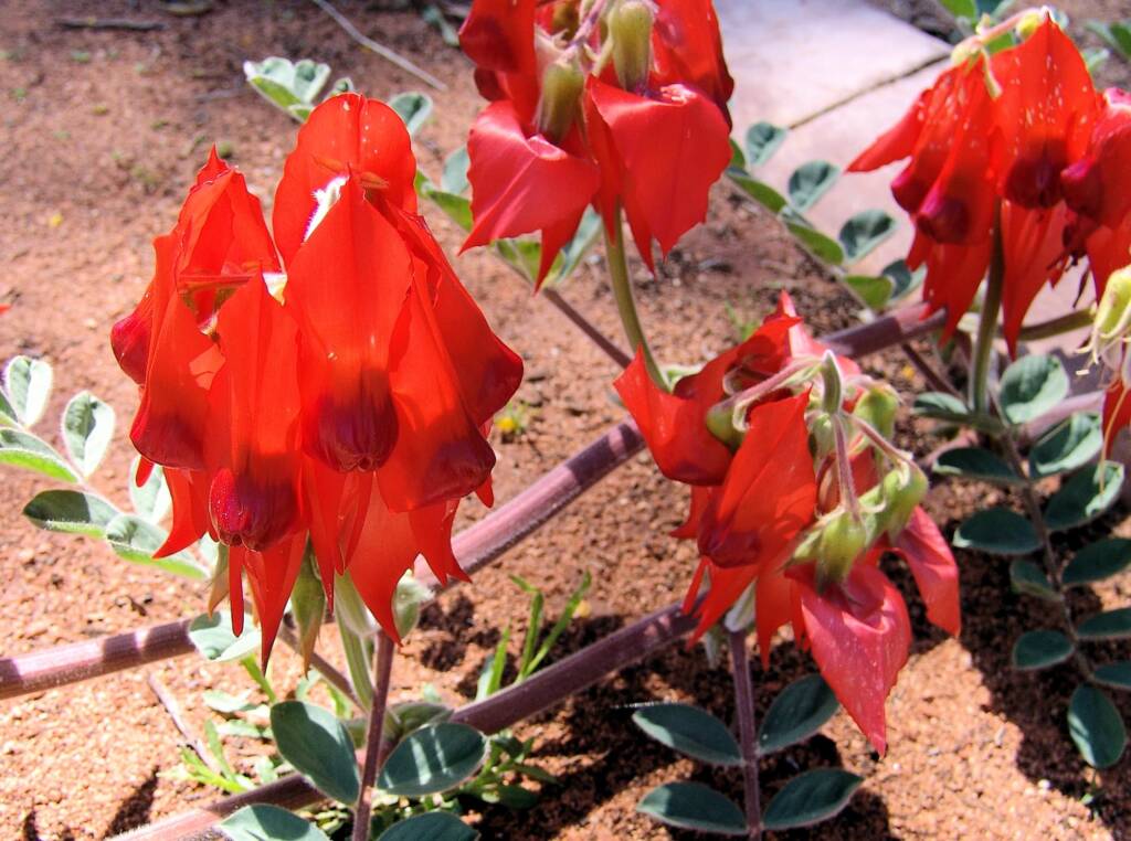 Northern form of Sturt's Desert Pea (Swainsona formosa), Araluen Cultural Precinct, Alice Springs NT