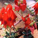 Northern form of Sturt's Desert Pea (Swainsona formosa), Araluen Cultural Precinct, Alice Springs NT