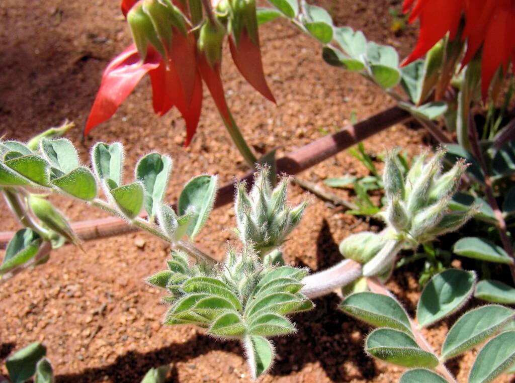 Northern form of Sturt's Desert Pea (Swainsona formosa), Araluen Cultural Precinct, Alice Springs NT