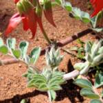 Northern form of Sturt's Desert Pea (Swainsona formosa), Araluen Cultural Precinct, Alice Springs NT