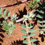 Northern form of Sturt's Desert Pea (Swainsona formosa), Araluen Cultural Precinct, Alice Springs NT
