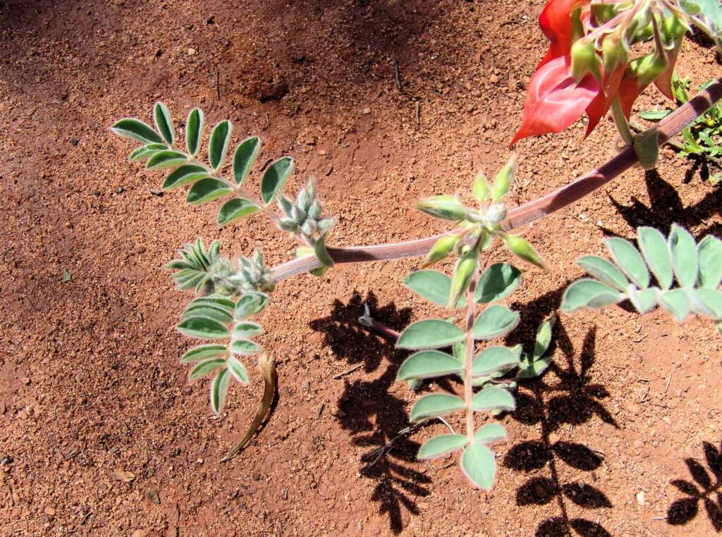 Northern form of Sturt's Desert Pea (Swainsona formosa), Araluen Cultural Precinct, Alice Springs NT