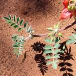 Northern form of Sturt's Desert Pea (Swainsona formosa), Araluen Cultural Precinct, Alice Springs NT