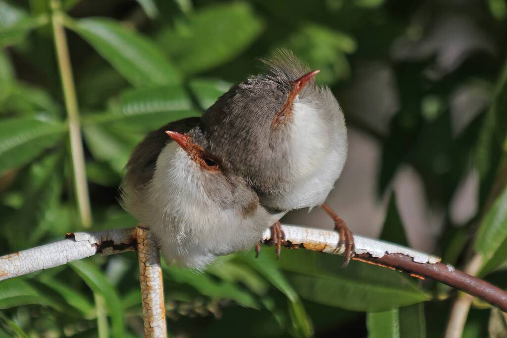 Superb Fairy-wrens (Malurus cyaneus), Ballandean QLD © Marc Newman