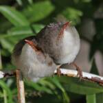 Superb Fairy-wrens (Malurus cyaneus), Ballandean QLD © Marc Newman