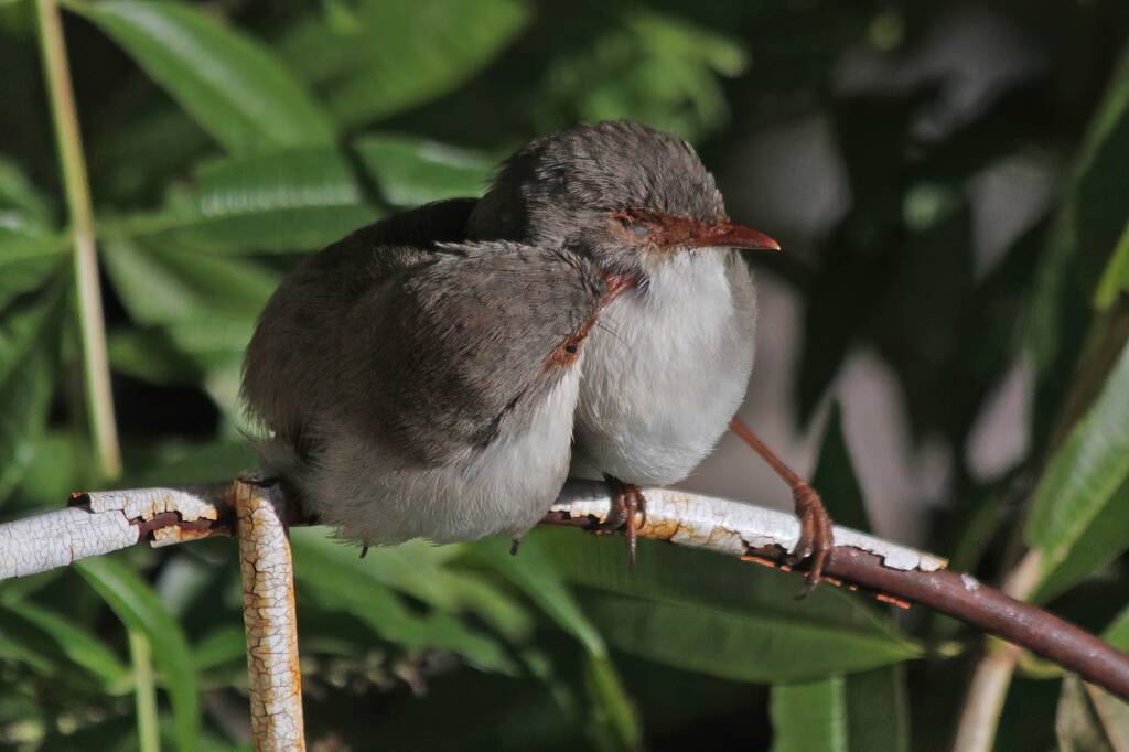 Superb Fairy-wrens (Malurus cyaneus), Ballandean QLD © Marc Newman