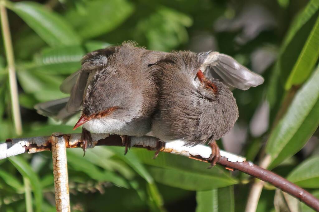 Superb Fairy-wrens (Malurus cyaneus), Ballandean QLD © Marc Newman