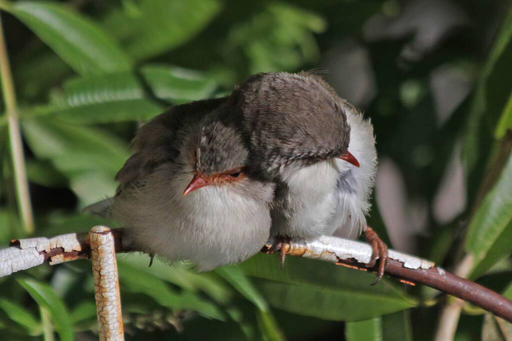 Superb Fairy-wrens (Malurus cyaneus), Ballandean QLD © Marc Newman