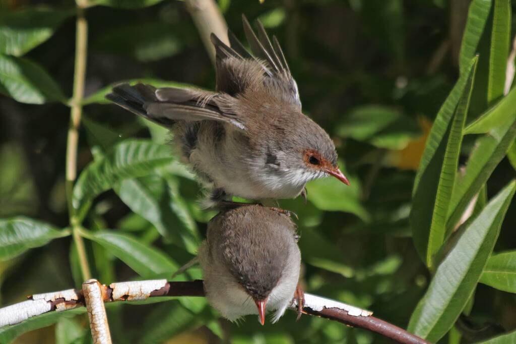 Superb Fairy-wrens (Malurus cyaneus), Ballandean QLD © Marc Newman