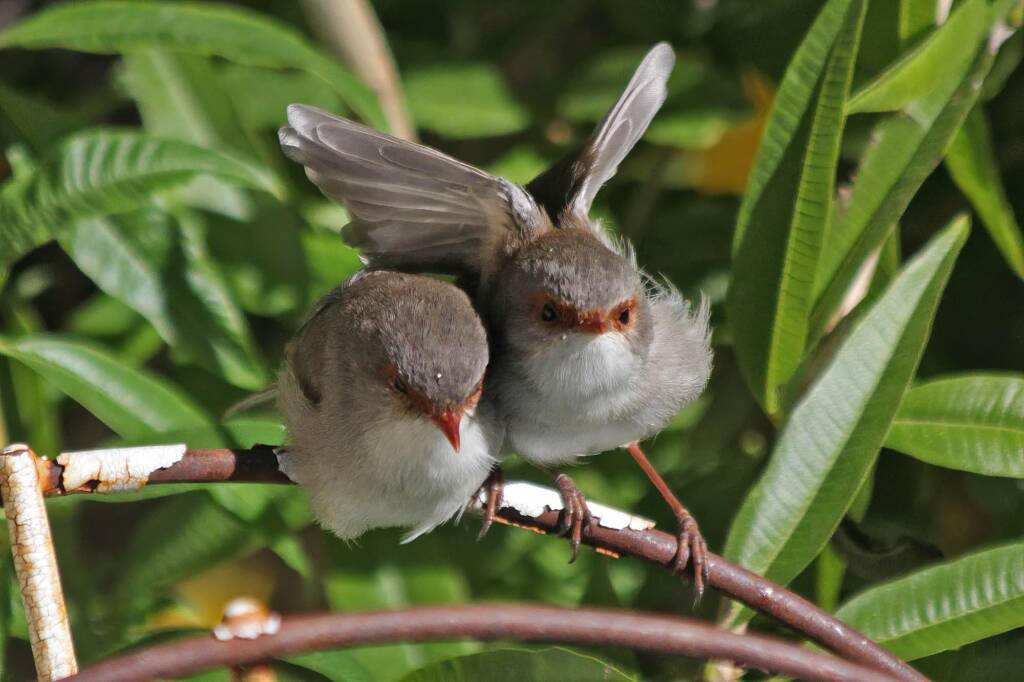 Superb Fairy-wrens (Malurus cyaneus), Ballandean QLD © Marc Newman