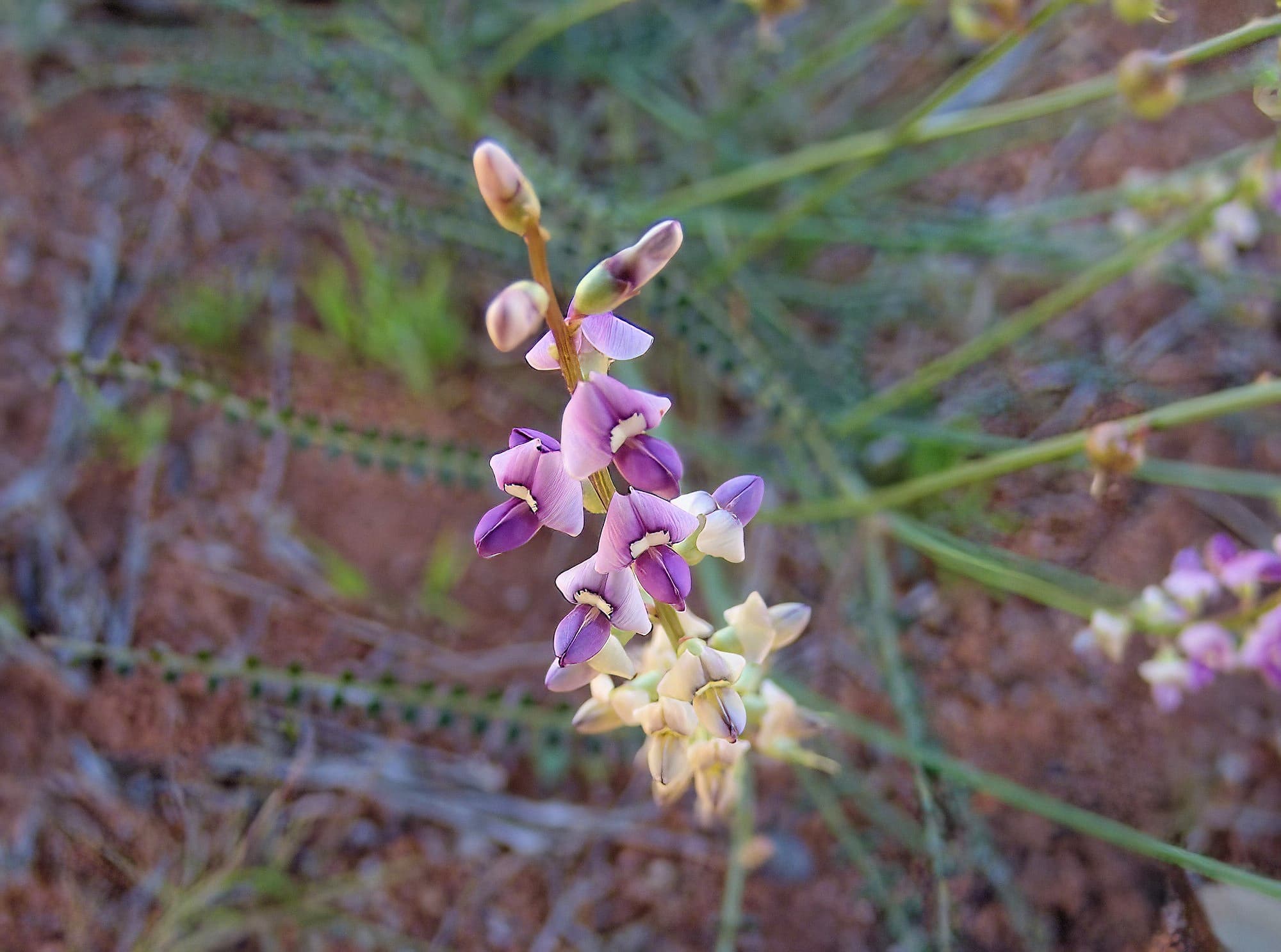 Small-Leaf Swainson-Pea (Swainsona microphylla), Ilparpa Claypans NT