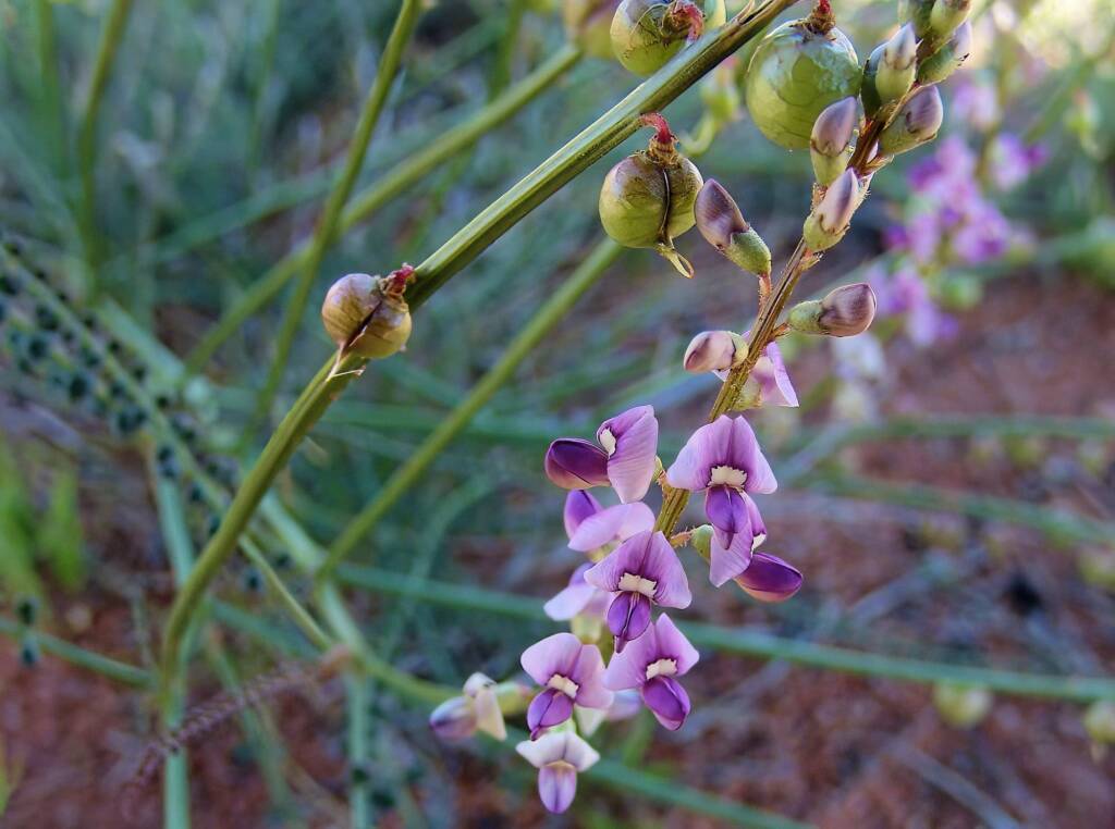 Small-Leaf Swainson-Pea (Swainsona microphylla), Ilparpa Claypans NT