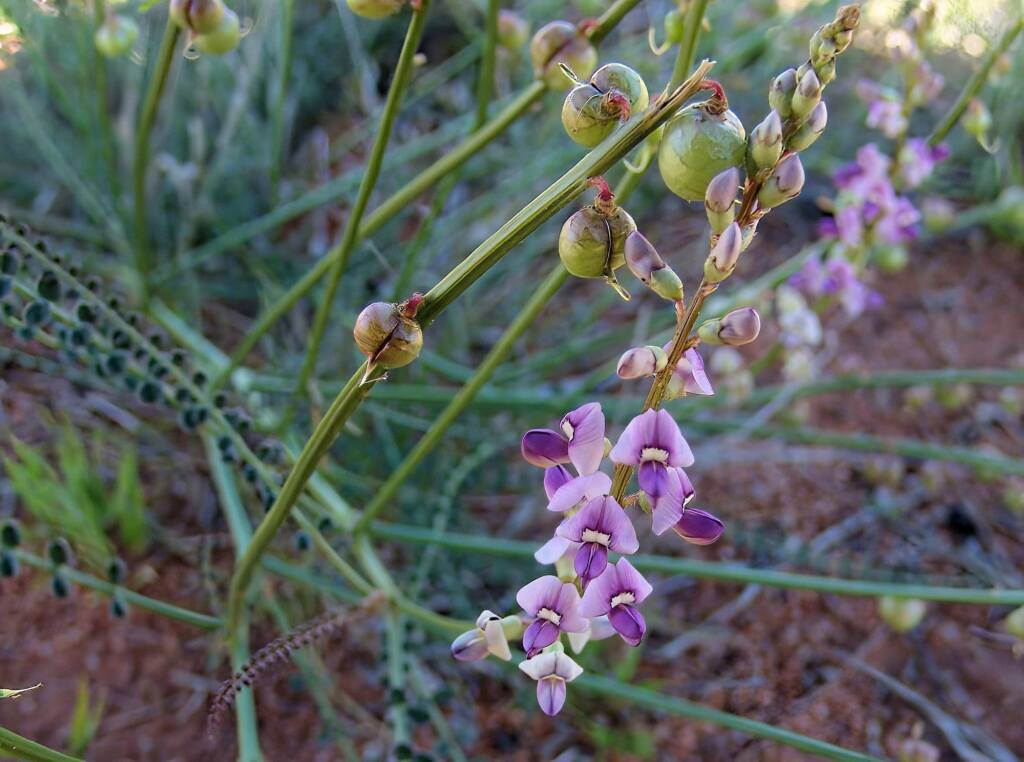 Small-Leaf Swainson-Pea (Swainsona microphylla), Ilparpa Claypans NT