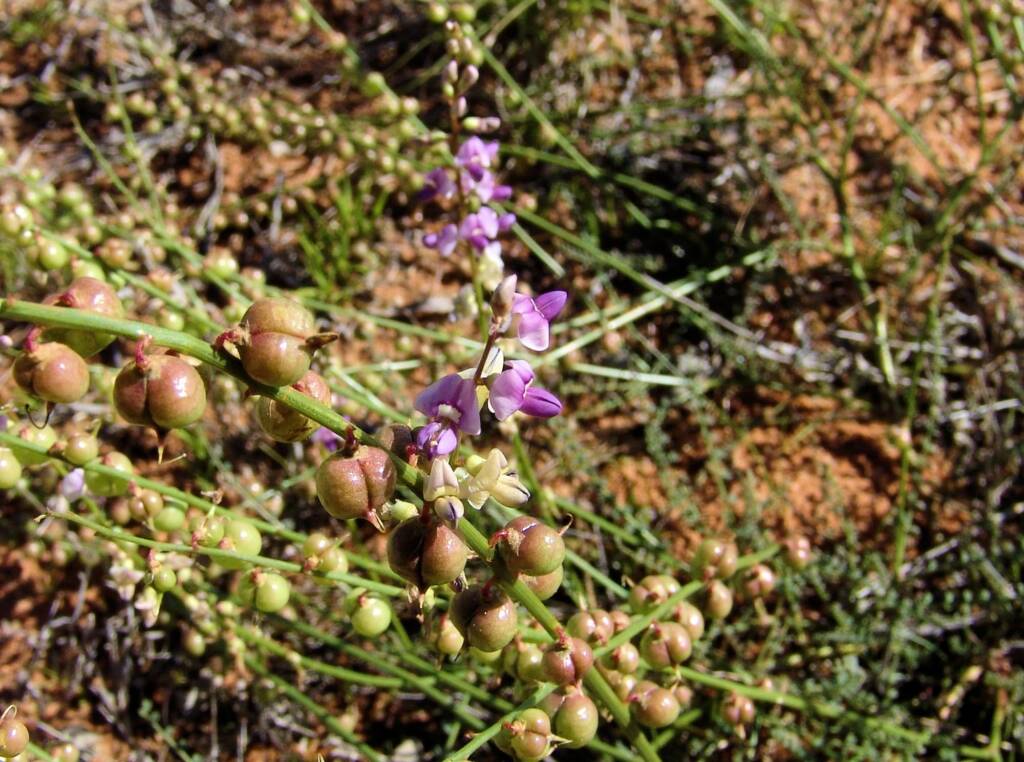 Small-Leaf Swainson-Pea (Swainsona microphylla), Ilparpa Claypans NT