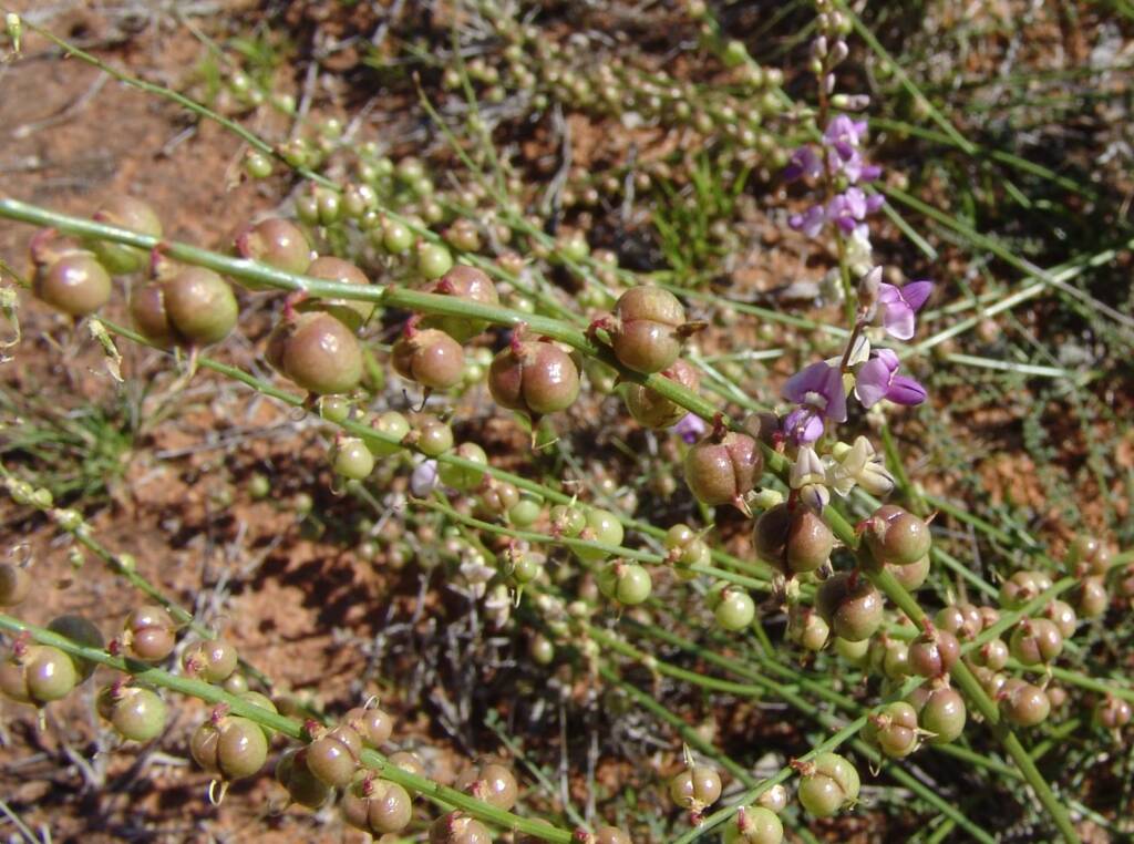 Small-Leaf Swainson-Pea (Swainsona microphylla), Ilparpa Claypans NT