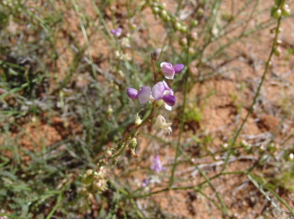 Small-Leaf Swainson-Pea (Swainsona microphylla), Ilparpa Claypans NT