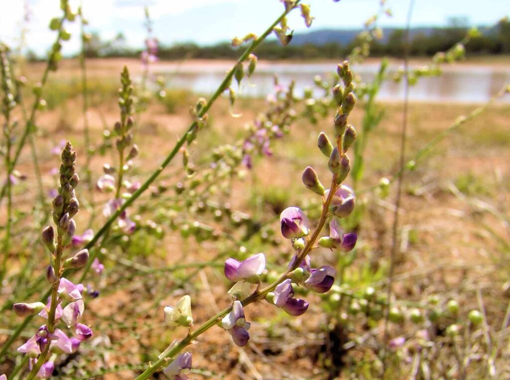 Small-Leaf Swainson-Pea (Swainsona microphylla), Ilparpa Claypans NT