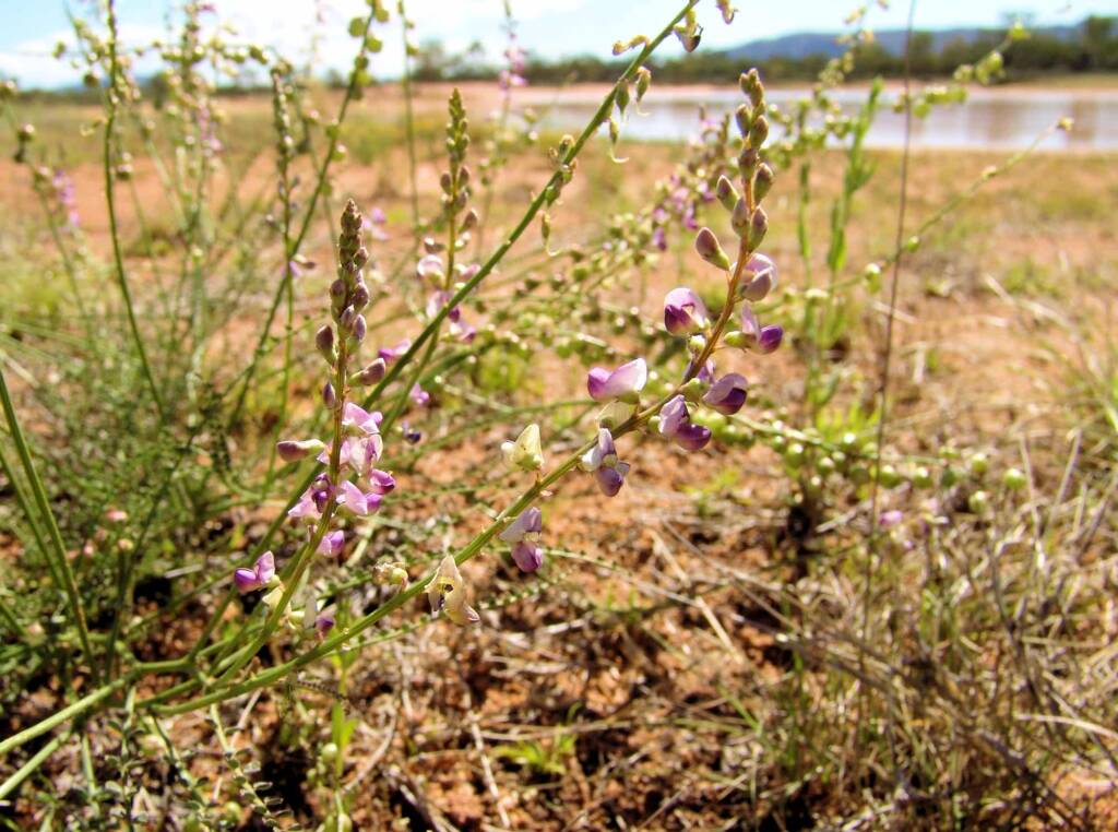 Small-Leaf Swainson-Pea (Swainsona microphylla), Ilparpa Claypans NT