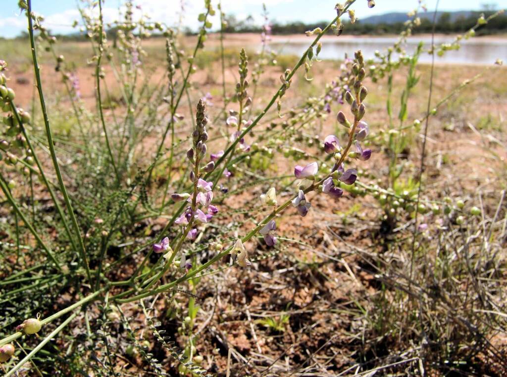 Small-Leaf Swainson-Pea (Swainsona microphylla), Ilparpa Claypans NT