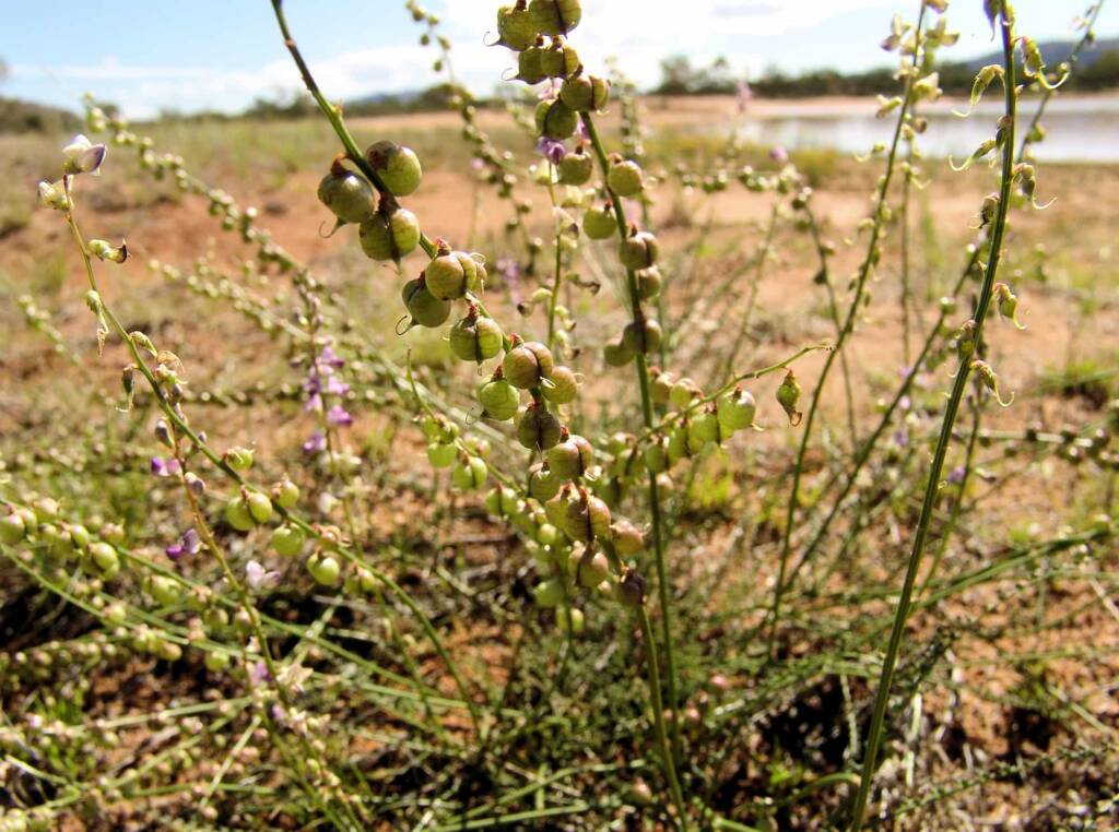 Small-Leaf Swainson-Pea (Swainsona microphylla), Ilparpa Claypans NT
