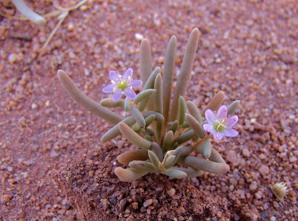 Tiny Purslane (Calandrinia pumila), Ilparpa Claypans, Alice Springs NT