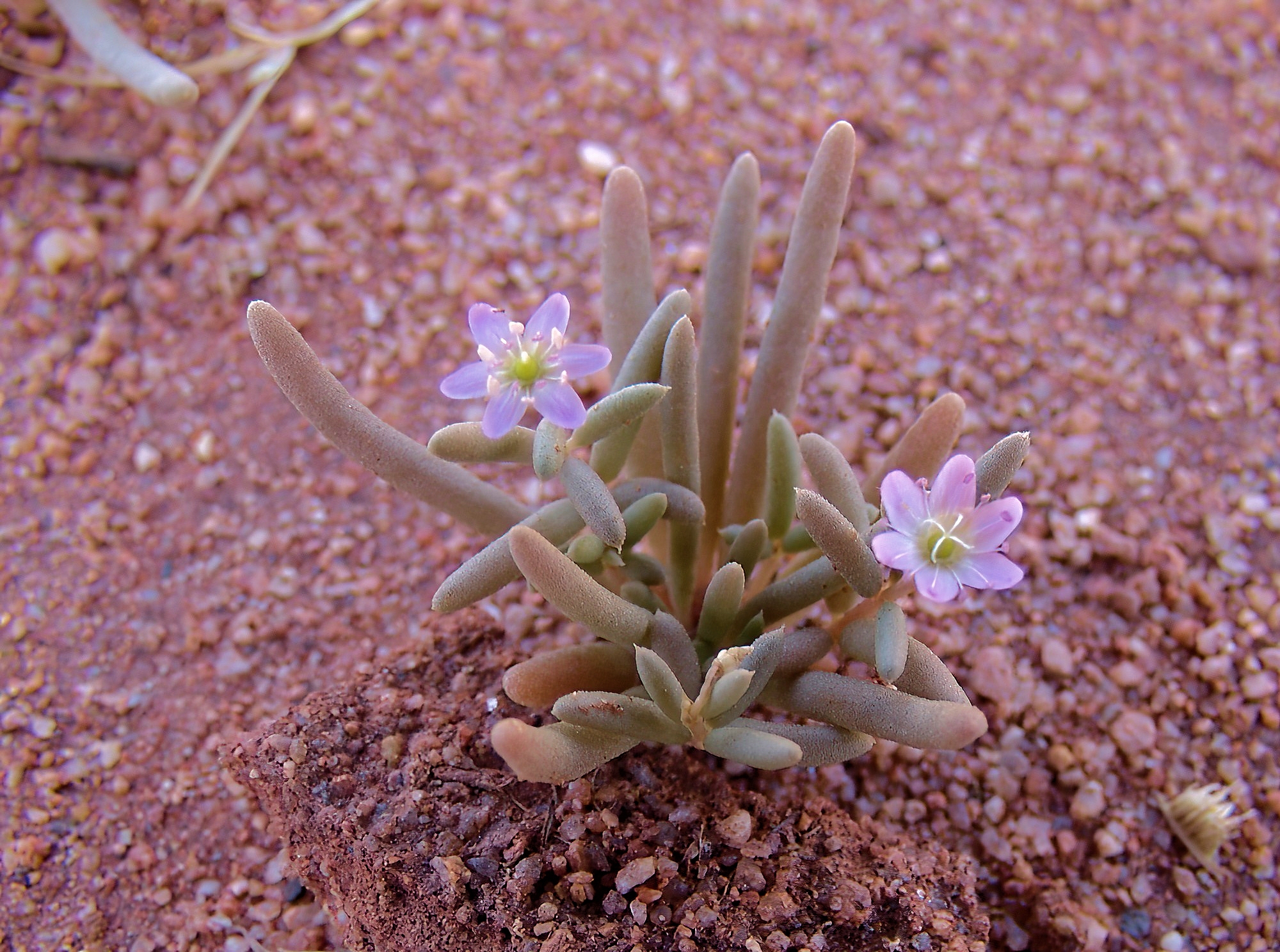 Tiny Purslane (Calandrinia pumila), Ilparpa Claypans, Alice Springs NT