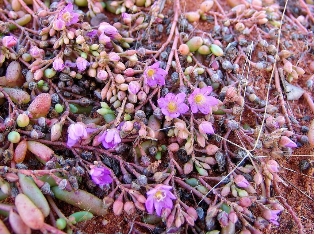 Tiny Purslane (Calandrinia pumila), Ilparpa Claypans, Alice Springs NT