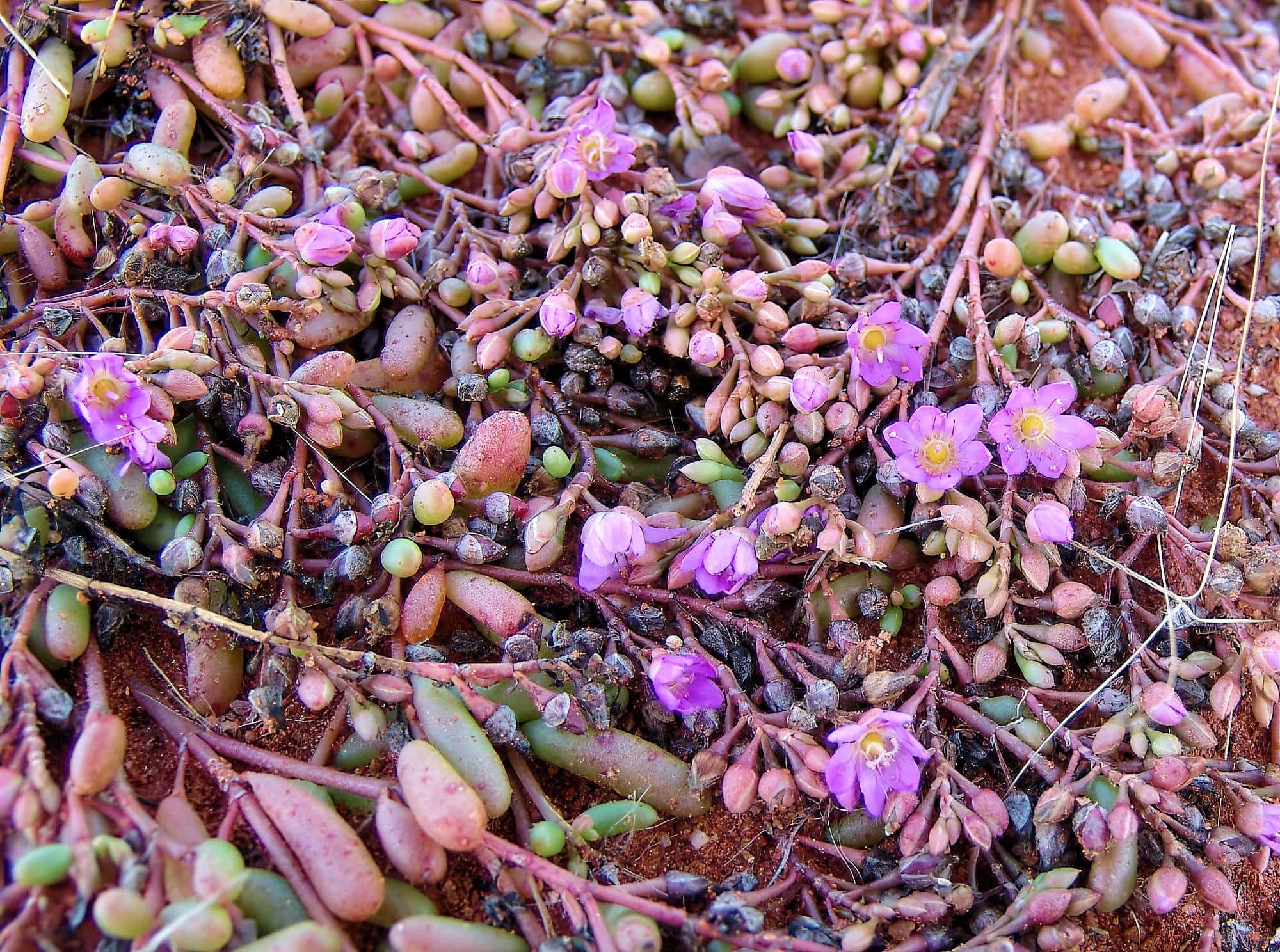 Tiny Purslane (Calandrinia pumila), Ilparpa Claypans, Alice Springs NT