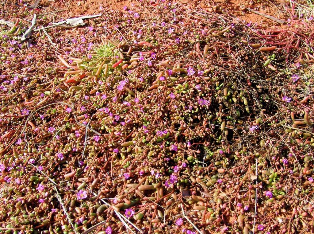 Tiny Purslane (Calandrinia pumila), Ilparpa Claypans, Alice Springs NT