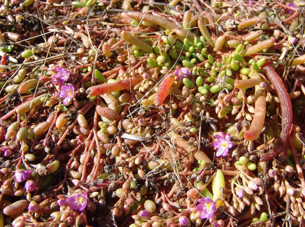 Tiny Purslane (Calandrinia pumila), Ilparpa Claypans, Alice Springs NT