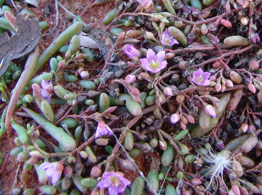 Tiny Purslane (Calandrinia pumila), Ilparpa Claypans, Alice Springs NT