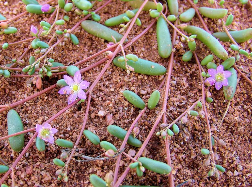 Tiny Purslane (Calandrinia pumila), Ilparpa Claypans, Alice Springs NT