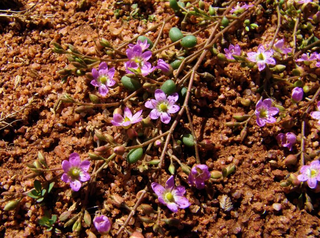 Tiny Purslane (Calandrinia pumila), Ilparpa Claypans, Alice Springs NT