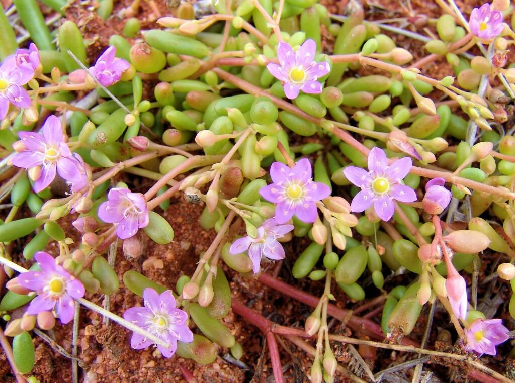 Tiny Purslane (Calandrinia pumila), Ilparpa Claypans, Alice Springs NT