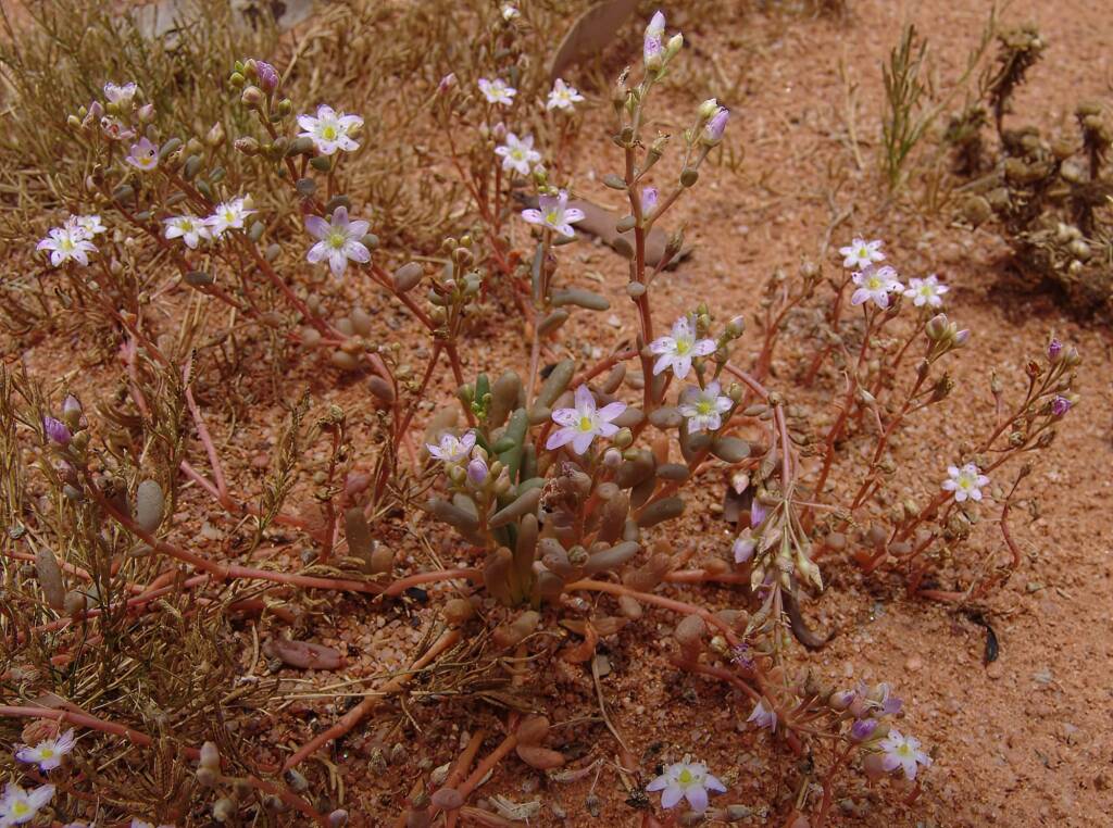 Tiny Purslane (Calandrinia pumila), Ilparpa Claypans, Alice Springs NT