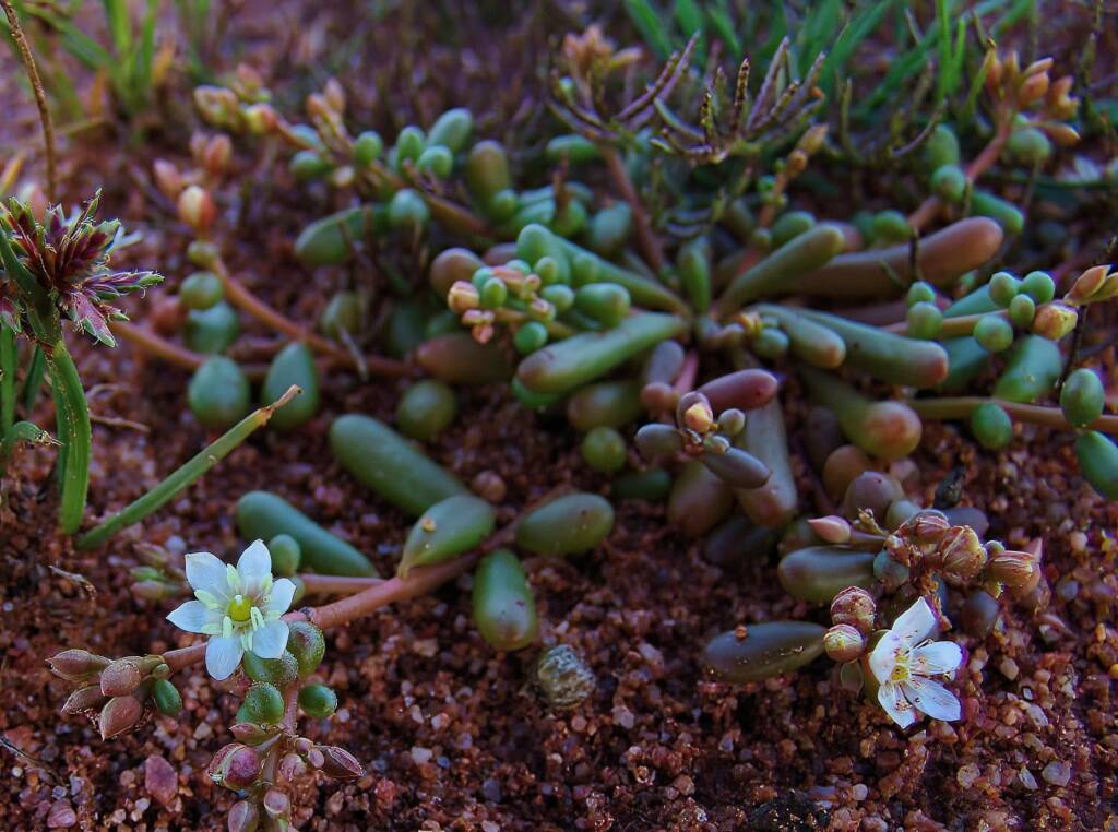 Tiny Purslane white form (Calandrinia pumila), Ilparpa Claypans, Alice Springs NT