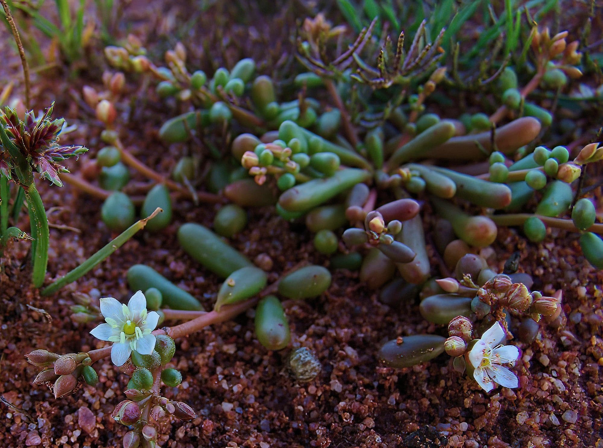 Tiny Purslane white form (Calandrinia pumila), Ilparpa Claypans, Alice Springs NT