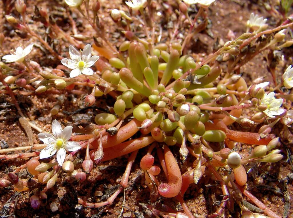 Tiny Purslane white form (Calandrinia pumila), Ilparpa Claypans, Alice Springs NT