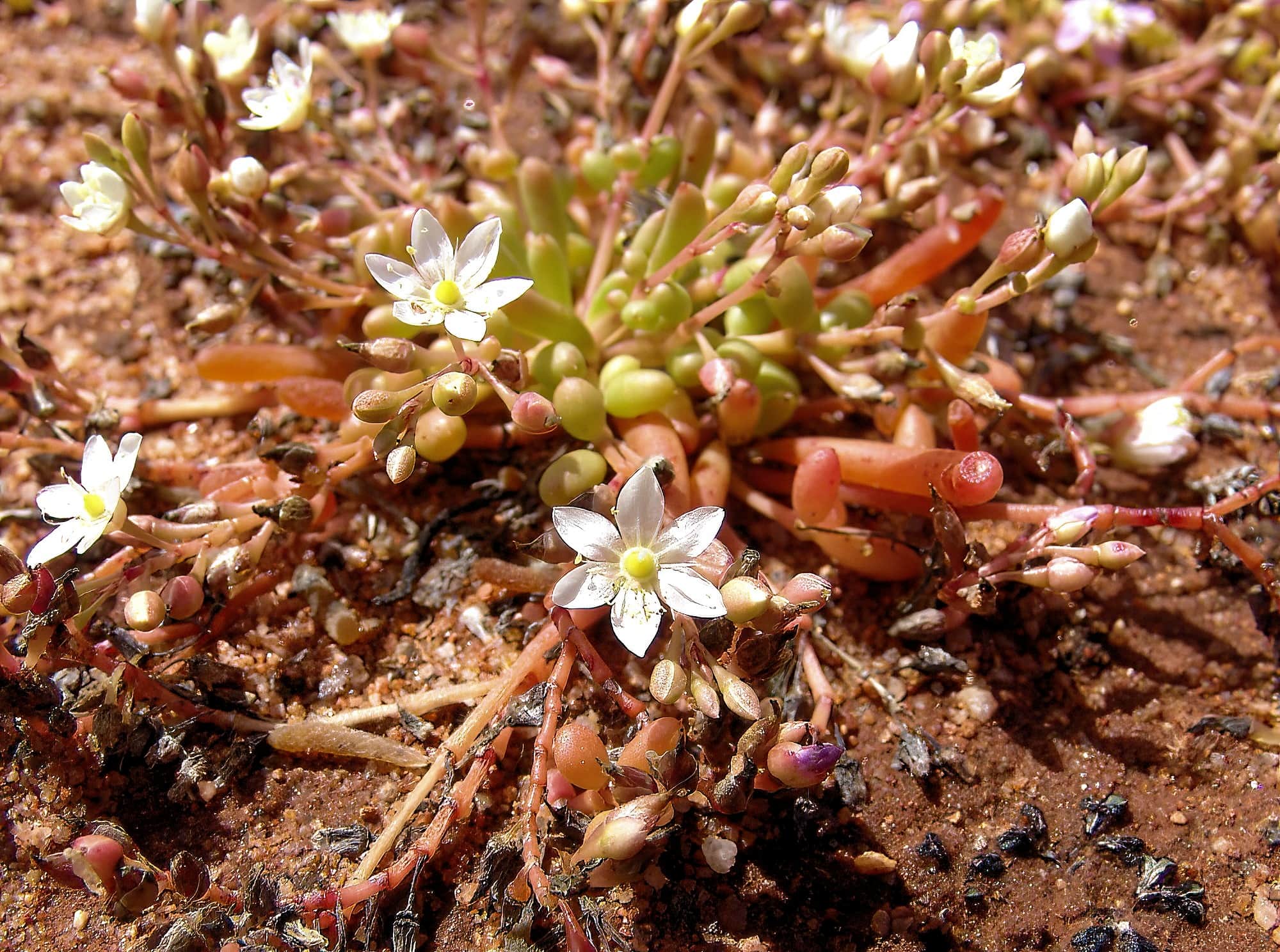 Tiny Purslane white form (Calandrinia pumila), Ilparpa Claypans, Alice Springs NT