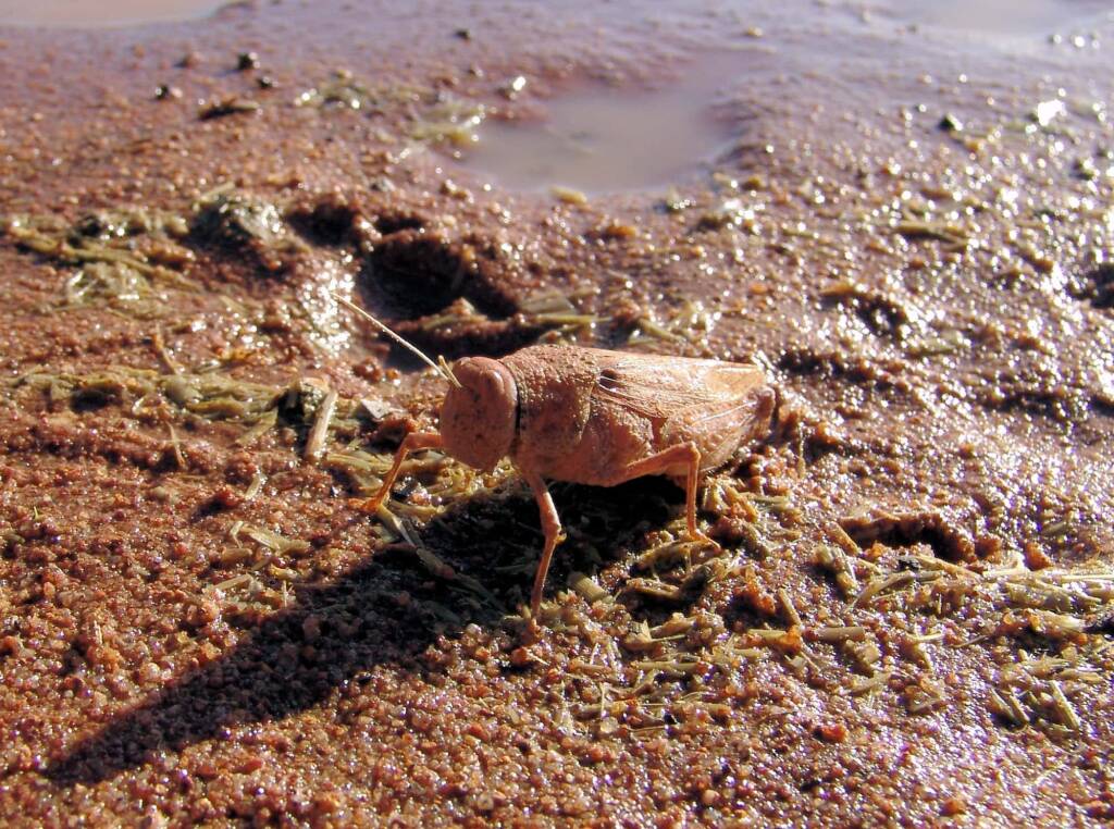 Toadhopper (Buforania crassa), Iparpa Claypans NT