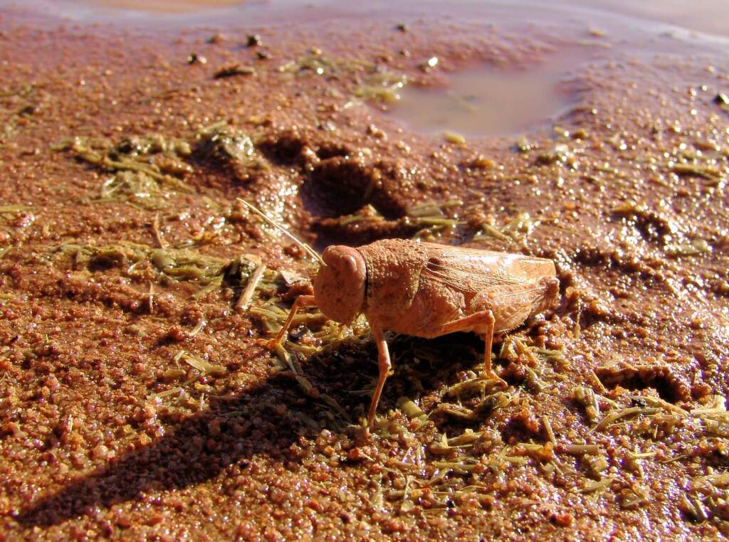 Toadhopper (Buforania crassa), Iparpa Claypans NT