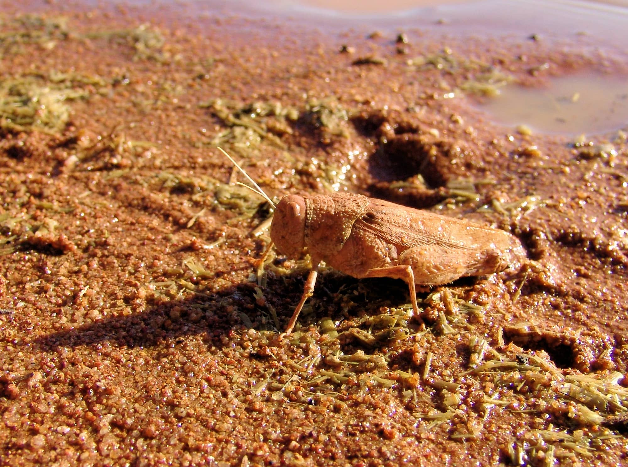 Toadhopper (Buforania crassa), Iparpa Claypans NT