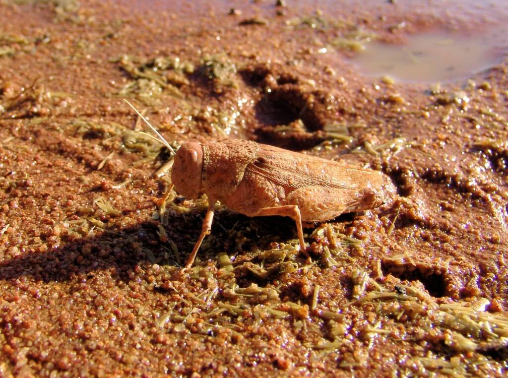 Toadhopper (Buforania crassa), Iparpa Claypans NT
