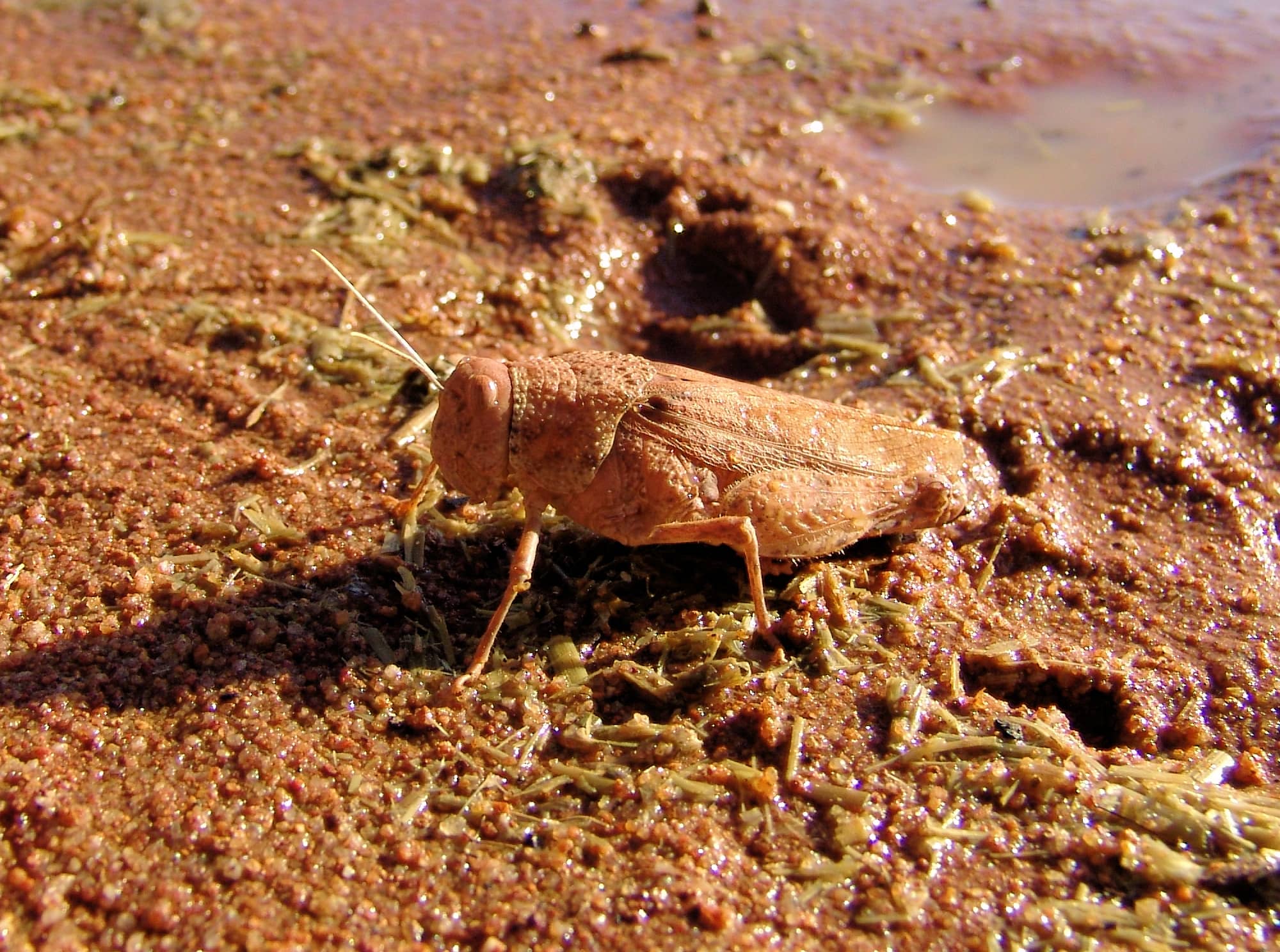 Toadhopper (Buforania crassa), Iparpa Claypans NT