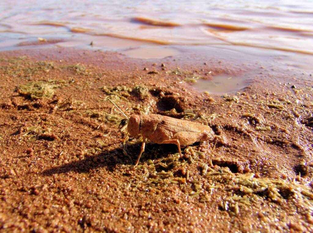Toadhopper (Buforania crassa), Iparpa Claypans NT