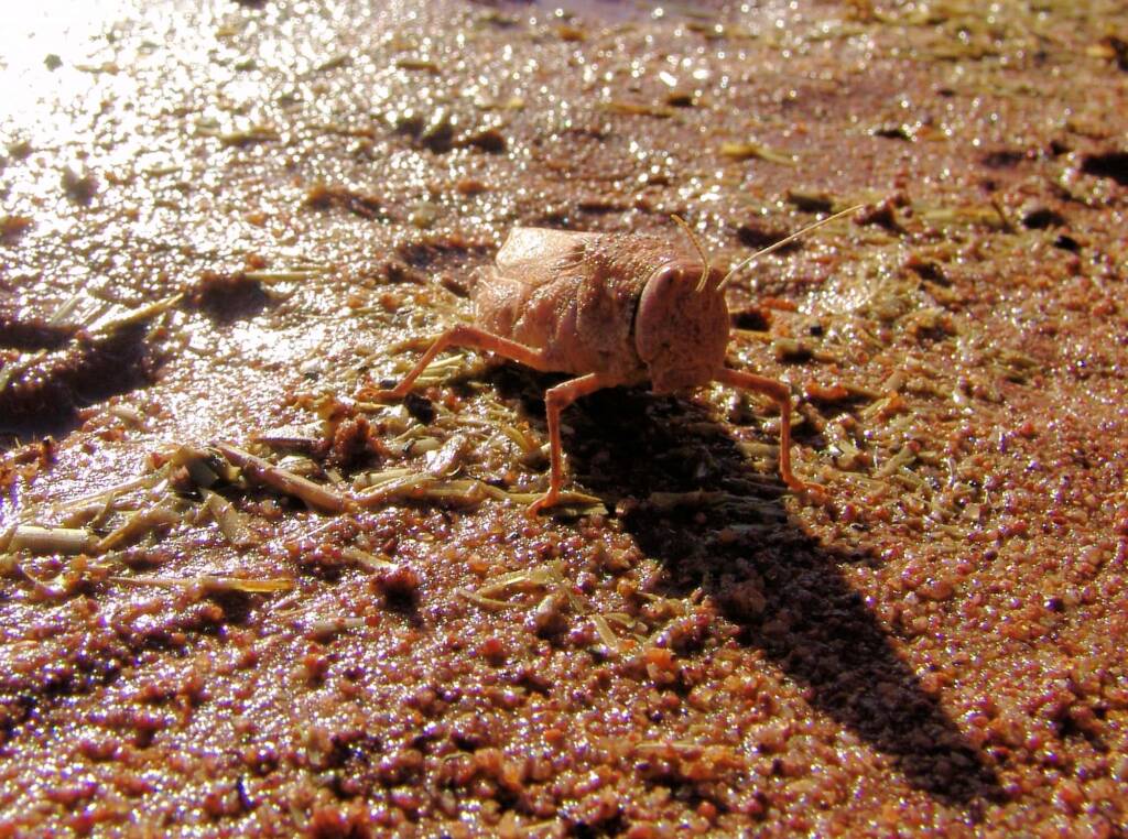 Toadhopper (Buforania crassa), Iparpa Claypans NT
