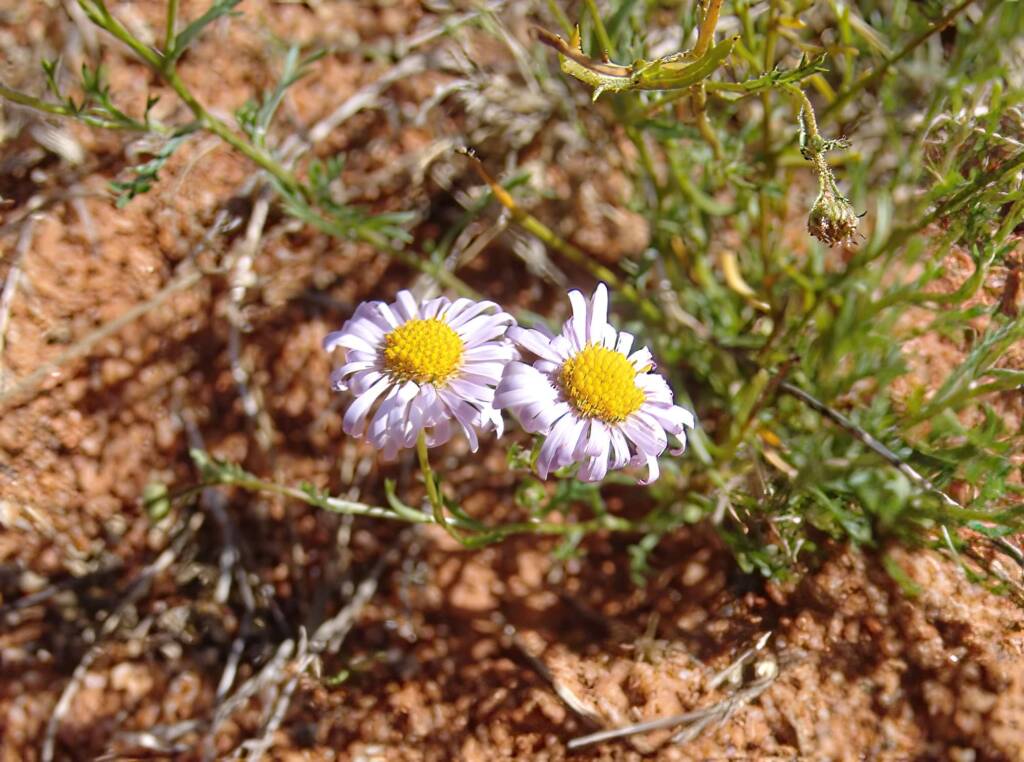 Variable Daisy (Brachyscome ciliaris), Ilparpa Claypans, Central Australia