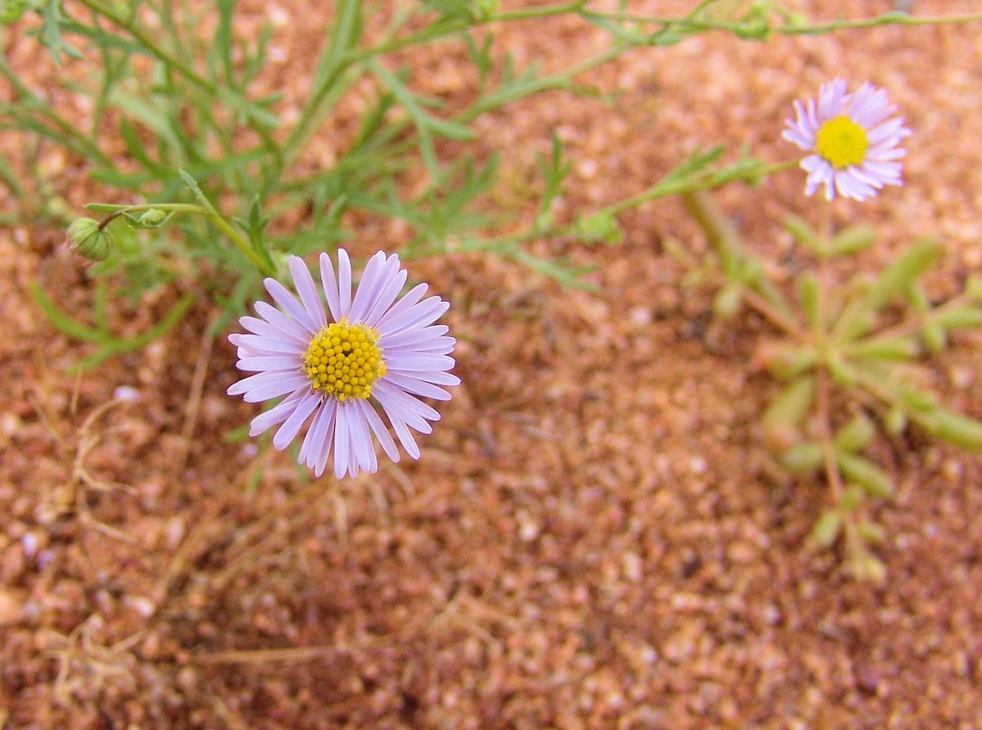 Variable Daisy (Brachyscome ciliaris), Ilparpa Claypans, Central Australia